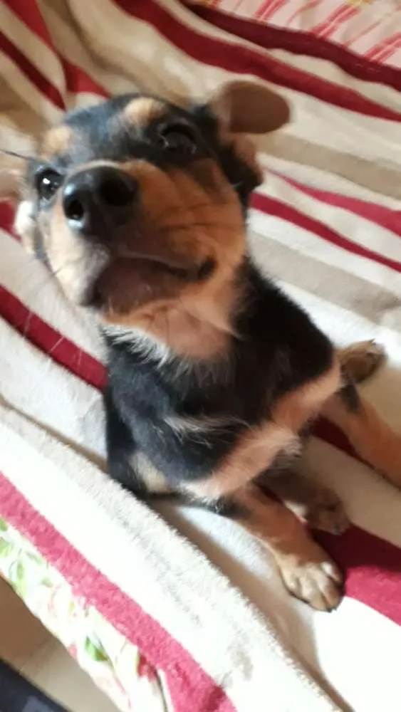 Cachorro ra a  idade 2 a 6 meses nome Filhotes 