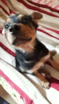 Filhotes