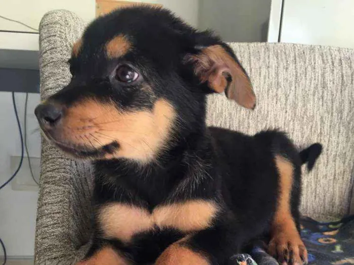 Cachorro ra a  idade 2 a 6 meses nome Filhotes 