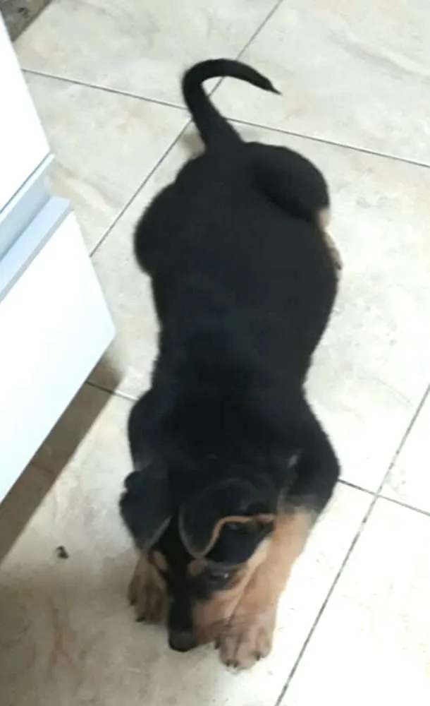Cachorro ra a  idade 2 a 6 meses nome Filhotes 