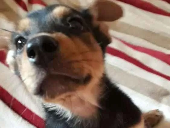 Cachorro ra a  idade 2 a 6 meses nome Filhotes 