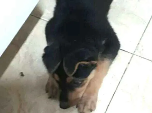 Cachorro ra a  idade 2 a 6 meses nome Filhotes 