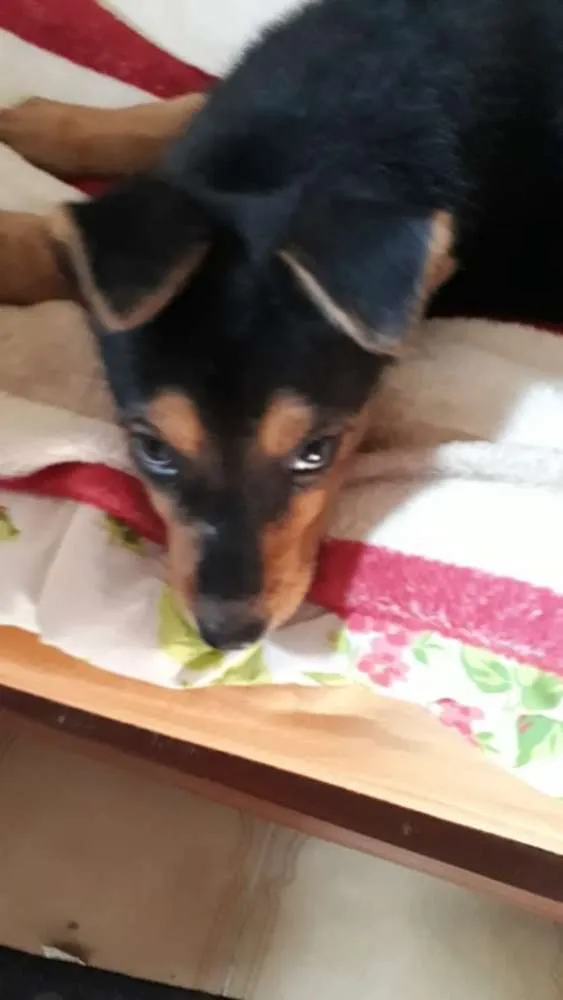 Cachorro ra a  idade 2 a 6 meses nome Filhotes 