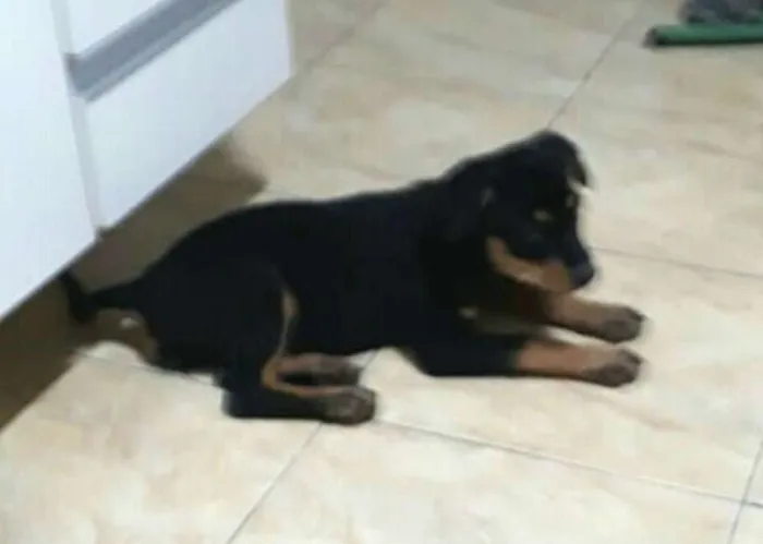 Cachorro ra a  idade 2 a 6 meses nome Filhotes 