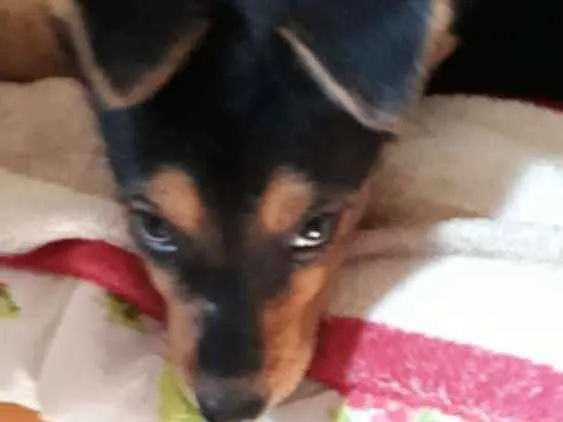 Cachorro ra a  idade 2 a 6 meses nome Filhotes 