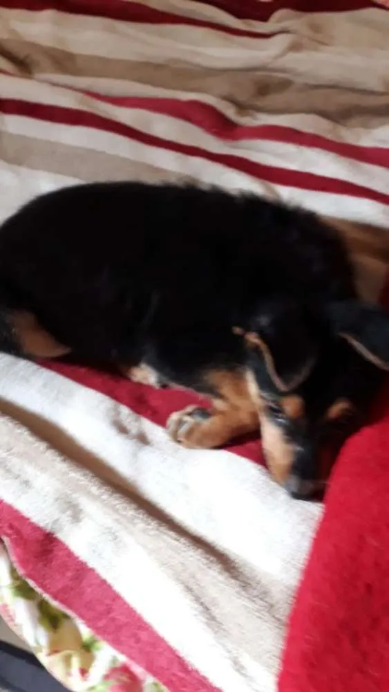 Cachorro ra a  idade 2 a 6 meses nome Filhotes 