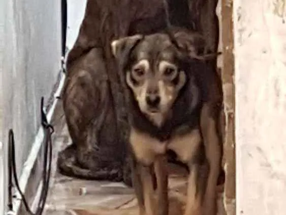 Cachorro ra a SRD idade 1 ano nome Teddy