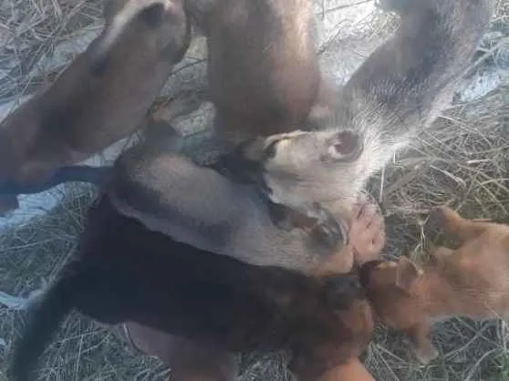 Cachorro raça Vira lata idade 2 a 6 meses nome Menina