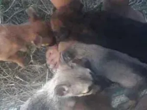 Cachorro raça Vira lata idade 2 a 6 meses nome Menina