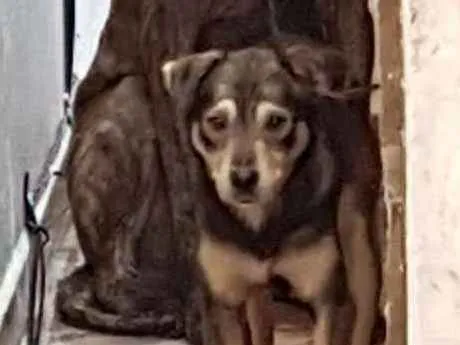 Cachorro ra a SRD idade 1 ano nome Teddy
