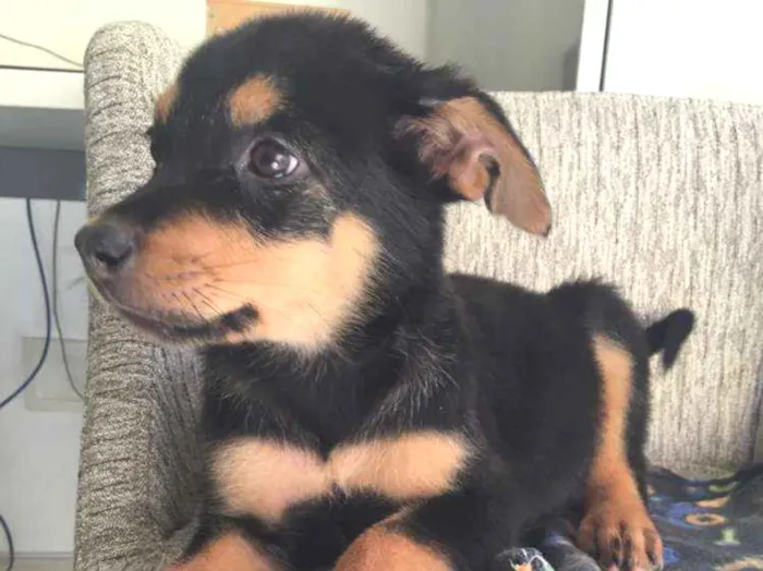Cachorro ra a  idade 2 a 6 meses nome Filhotes 