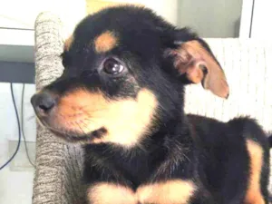 Cachorro raça  idade 2 a 6 meses nome Filhotes 