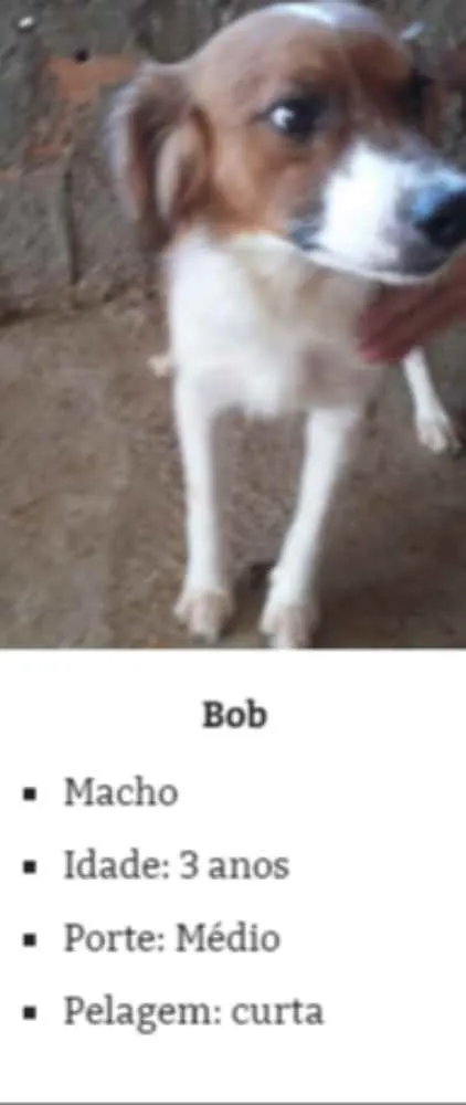 Cachorro raça SRD idade 3 anos nome BOB