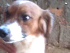 Cachorro raça SRD idade 3 anos nome BOB