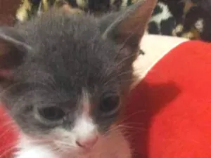 Gato raça Viralata idade Abaixo de 2 meses nome Não tem nome ainda