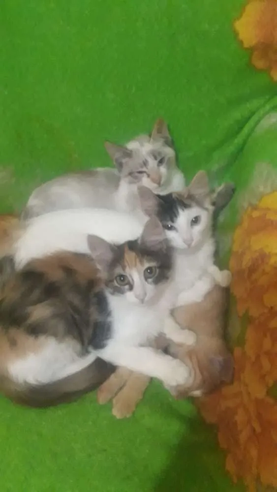 Gato ra a Vira lata idade 2 a 6 meses nome Pirrita 