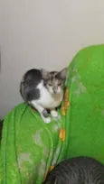 Pirrita 