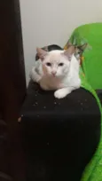 Pirrita 