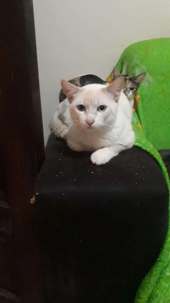 Gato ra a Vira lata idade 2 a 6 meses nome Pirrita 