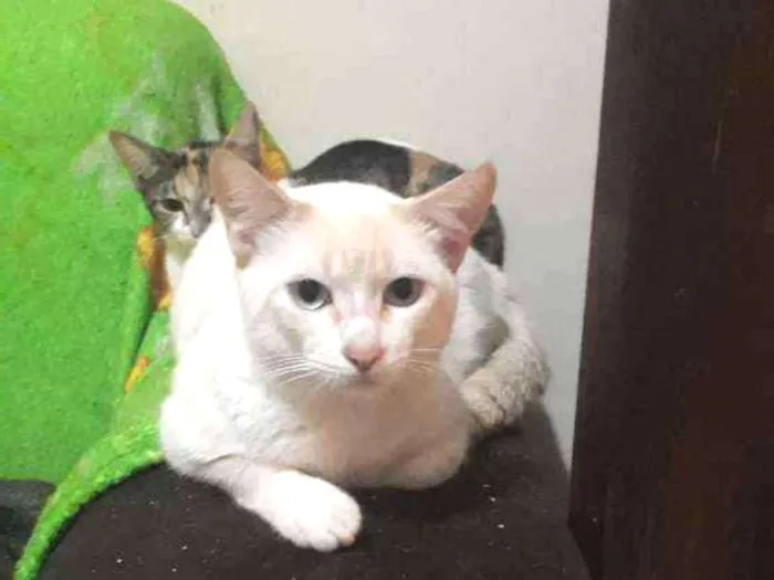 Gato ra a Vira lata idade 2 a 6 meses nome Pirrita 