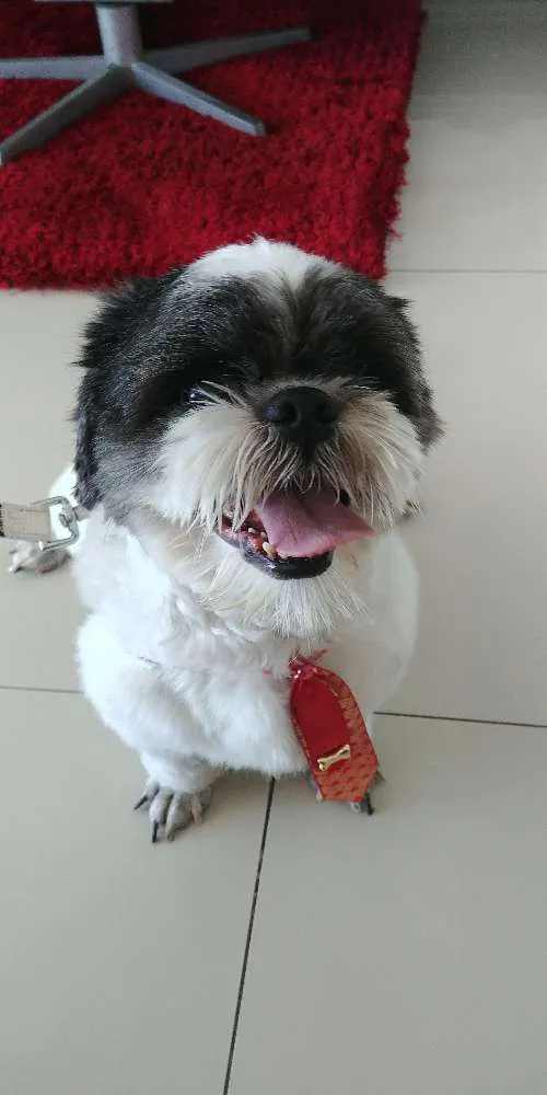 Cachorro ra a Shih-tzu idade 2 anos nome Tom