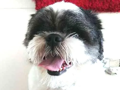Cachorro ra a Shih-tzu idade 2 anos nome Tom