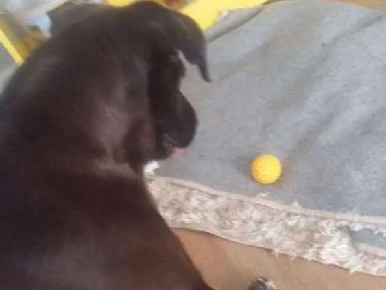Cachorro ra a Mestiço de Labrador  idade 5 anos nome Charles