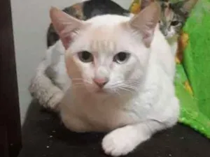 Gato raça Vira lata idade 2 a 6 meses nome Pirrita 