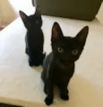 Chico, Pandor