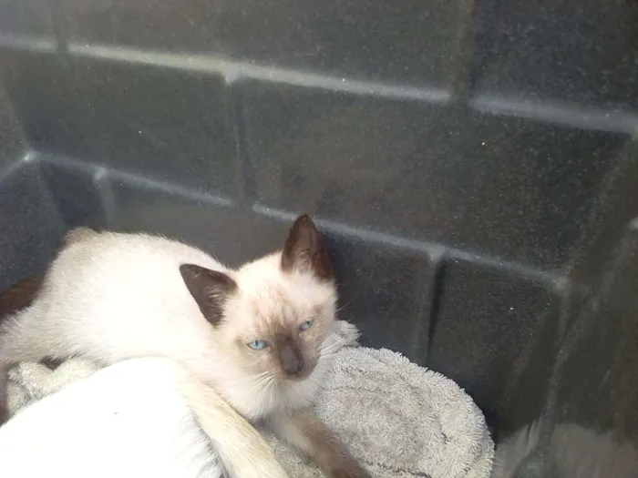 Gato ra a  idade Abaixo de 2 meses nome Não tem nome