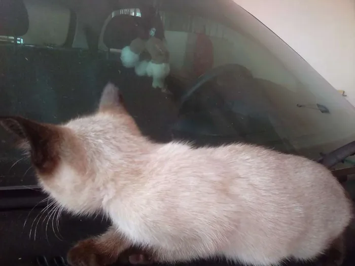 Gato ra a  idade Abaixo de 2 meses nome Não tem nome