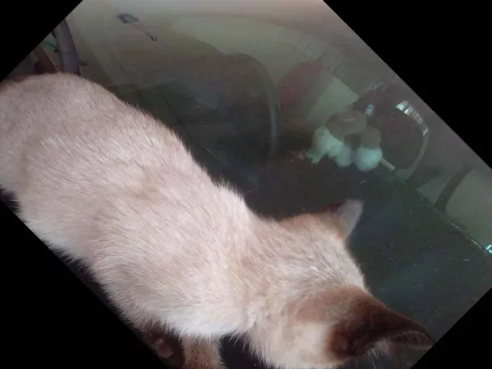 Gato ra a  idade Abaixo de 2 meses nome Não tem nome