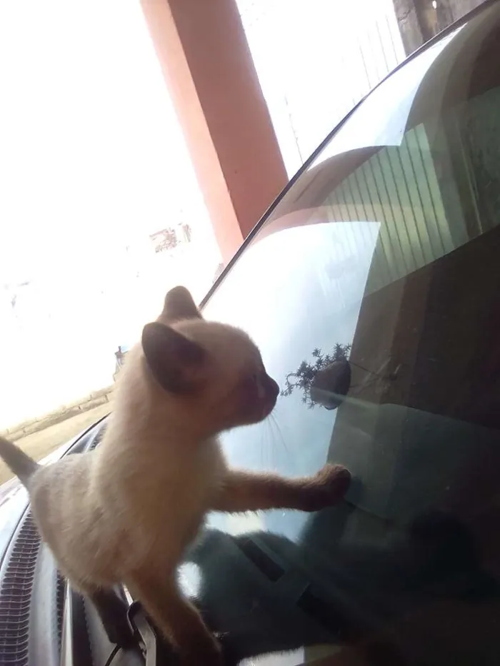 Gato ra a  idade Abaixo de 2 meses nome Não tem nome