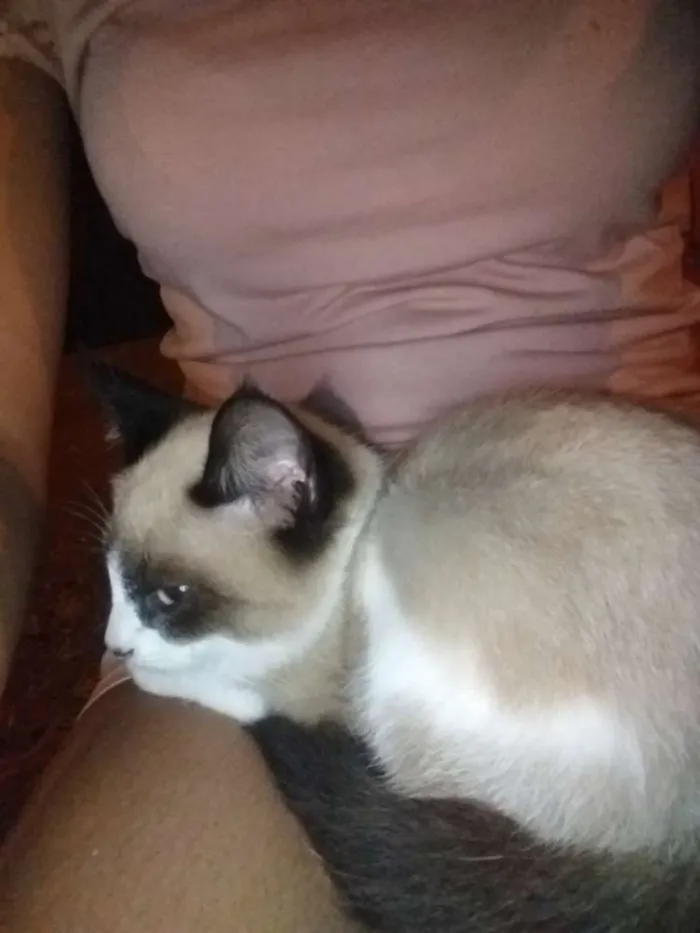 Gato ra a Não sei idade 2 a 6 meses nome Lia