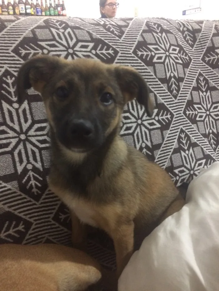 Cachorro ra a sem raça definida idade 2 a 6 meses nome Lua