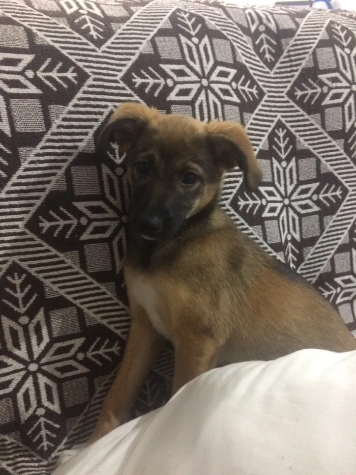 Cachorro ra a sem raça definida idade 2 a 6 meses nome Lua