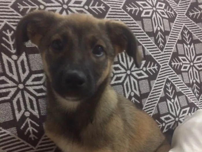 Cachorro ra a sem raça definida idade 2 a 6 meses nome Lua