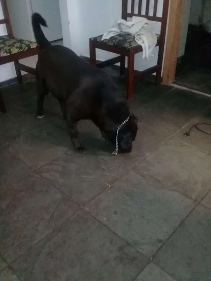 Cachorro ra a Mestiço de Labrador  idade 5 anos nome Charles
