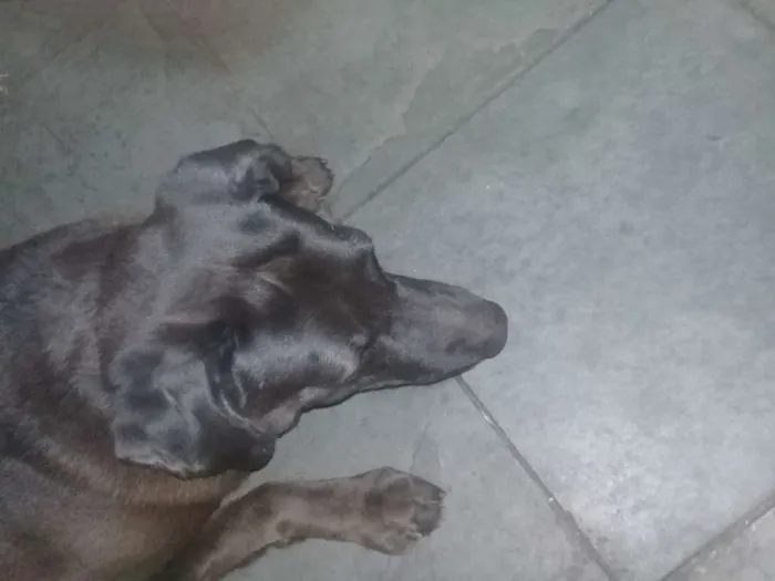 Cachorro ra a Mestiço de Labrador  idade 5 anos nome Charles