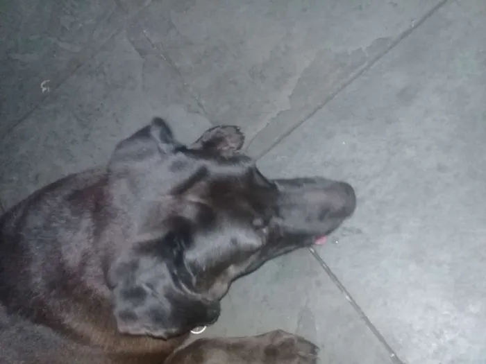 Cachorro ra a Mestiço de Labrador  idade 5 anos nome Charles