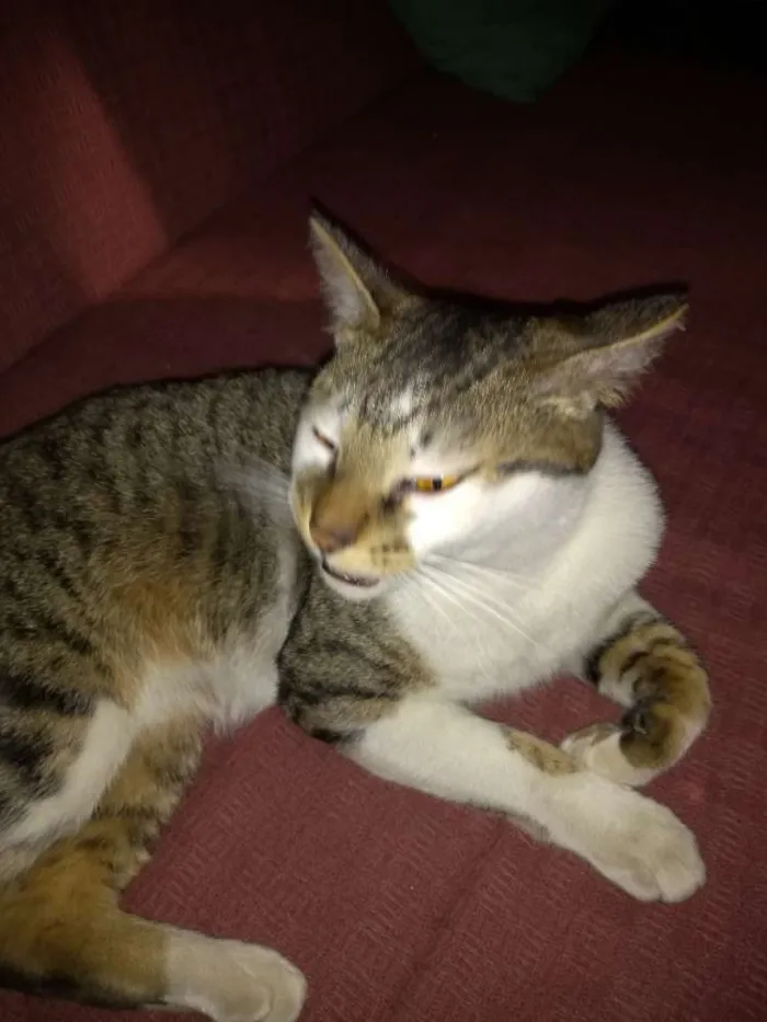 Gato ra a  idade 1 ano nome Não sei