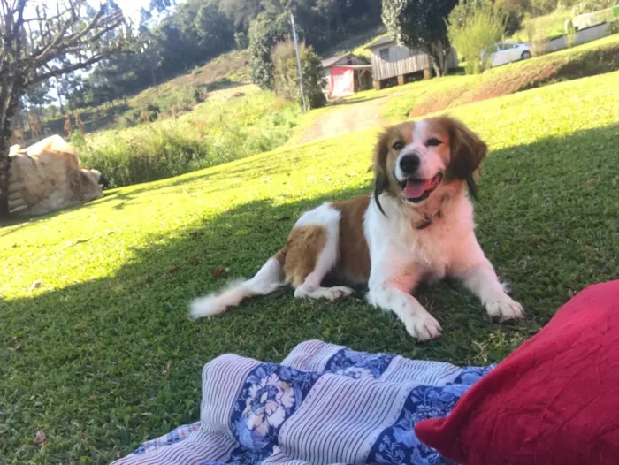 Cachorro ra a Viralata idade 1 ano nome Jack