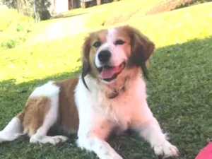 Cachorro raça Viralata idade 1 ano nome Jack