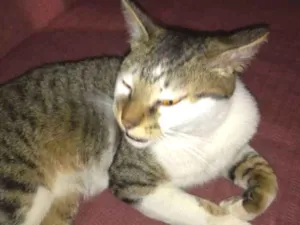 Gato raça  idade 1 ano nome Não sei