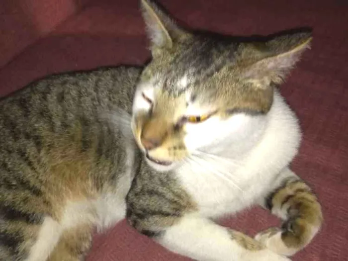 Gato ra a  idade 1 ano nome Não sei