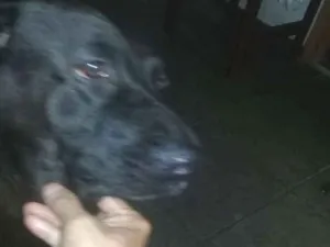 Cachorro raça Mestiço de Labrador  idade 5 anos nome Charles