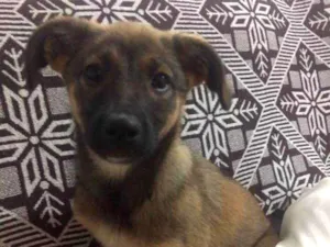 Cachorro raça sem raça definida idade 2 a 6 meses nome Lua