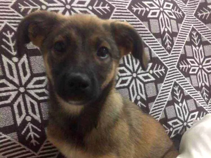 Cachorro ra a sem raça definida idade 2 a 6 meses nome Lua