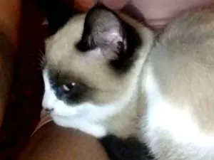 Gato raça Não sei idade 2 a 6 meses nome Lia