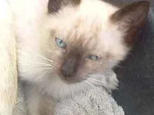 Gato raça  idade Abaixo de 2 meses nome Não tem nome